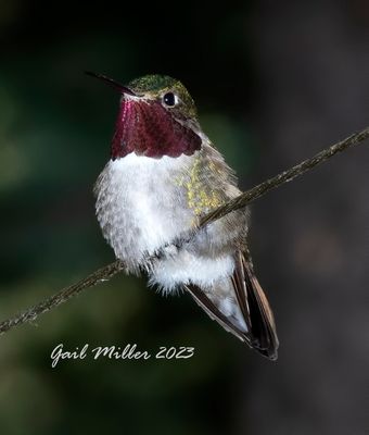 Broad-tailed Hummingbird, male. 