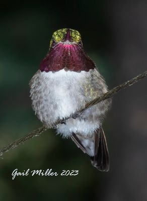 Broad-tailed Hummingbird, male. 