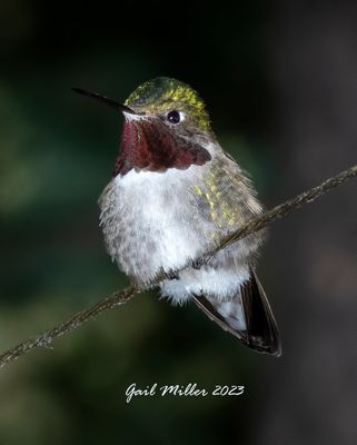 Broad-tailed Hummingbird, male. 