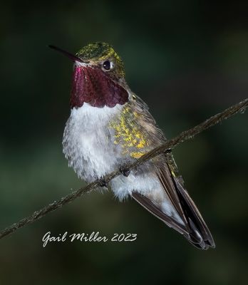 Broad-tailed Hummingbird, male. 