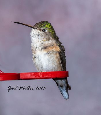 Broad-tailed Hummingbird, female. 