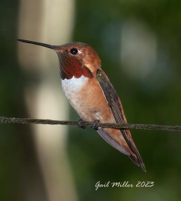 Rufous Hummingbird, male. 