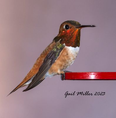 Rufous Hummingbird, male. 