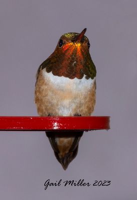 Broad-tailed Hummingbird, male. 