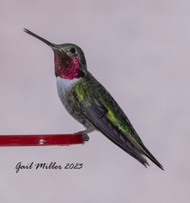 Broad-tailed Hummingbird, male. 