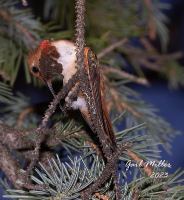 Rufous Hummingbird, male. 