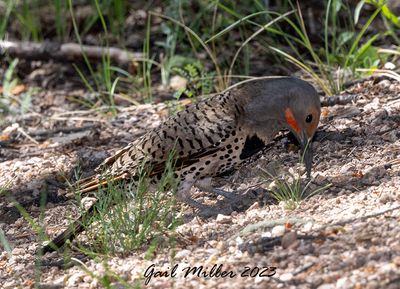 Northern Flicker