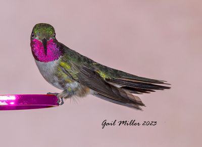 Broad-tailed Hummingbird, male. 