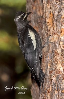 Williamson's Sapsucker, male. 
