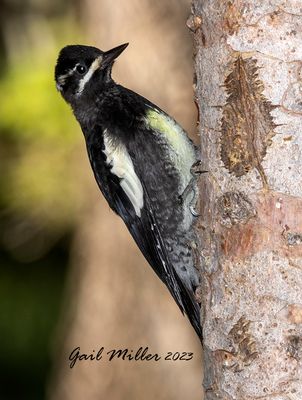 Williamson's Sapsucker, male. 