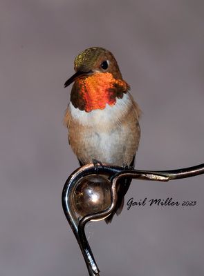 Rufous Hummingbird, male. 