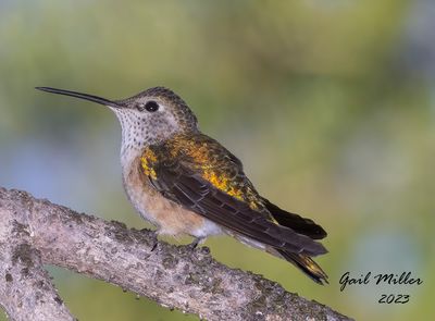 Broad-tailed Hummingbird, female. 