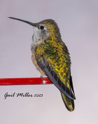 Broad-tailed Hummingbird, female. 