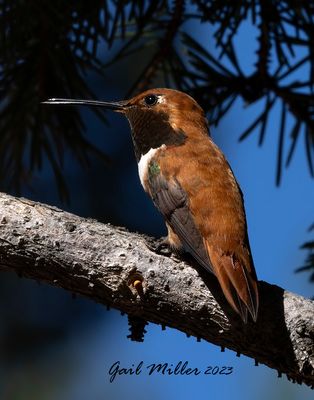 Rufous Hummingbird, male.