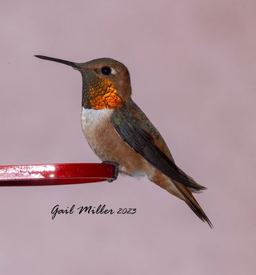 Rufous Hummingbird, male.