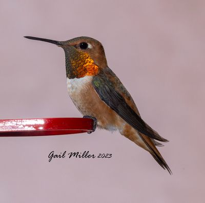 Rufous Hummingbird, male.