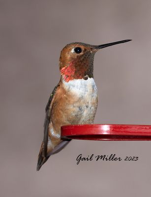 Rufous Hummingbird, male.