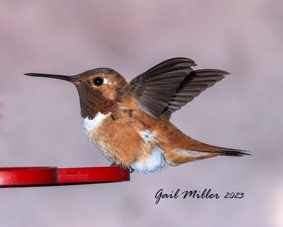 Rufous Hummingbird, male.