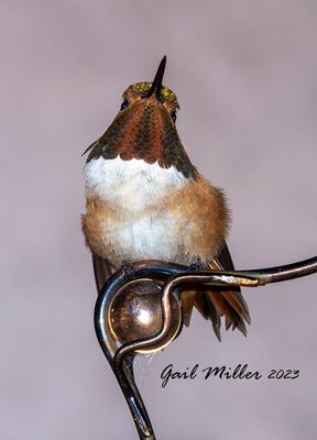 Rufous Hummingbird, male.