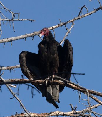Turkey Vulture
Yard Bird #36
