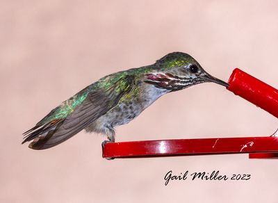 Calliope Hummingbird, male