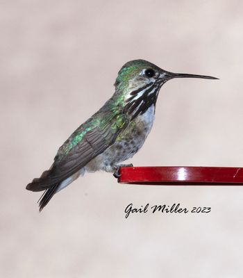 Calliope Hummingbird, male