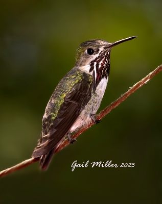 Calliope Hummingbird, male