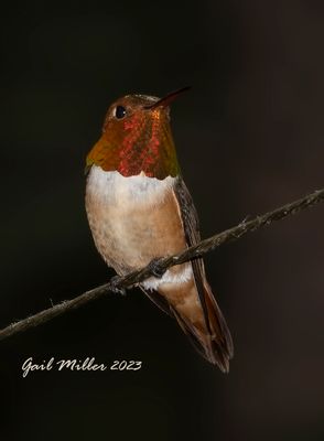 Rufous Hummingbird, male