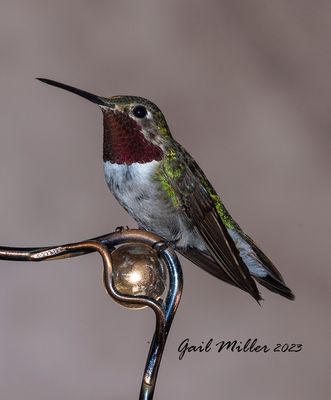 Broad-tailed Hummingbird, male