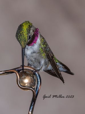 Broad-tailed Hummingbird, male