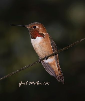 Rufous Hummingbird, male