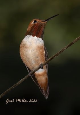 Rufous Hummingbird, male