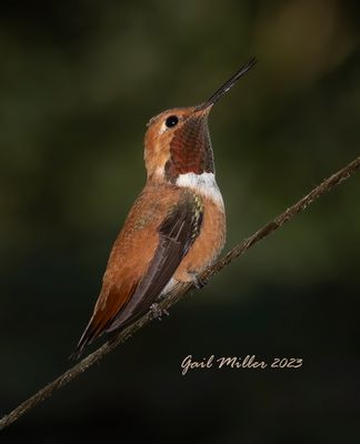 Rufous Hummingbird, male