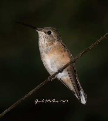 Broad-tailed Hummingbird, female