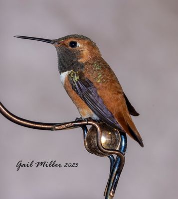 Rufous Hummingbird, male