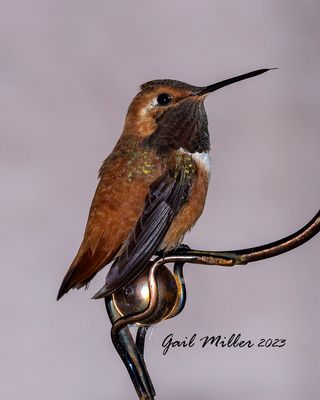 Rufous Hummingbird, male