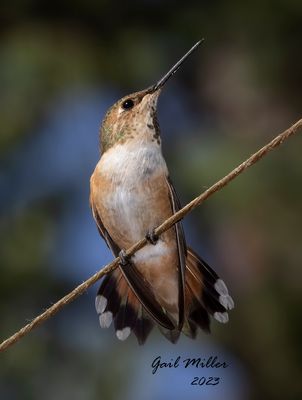 Rufous Hummingbird, female