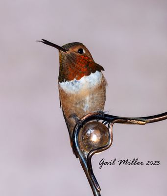 Rufous Hummingbird, male