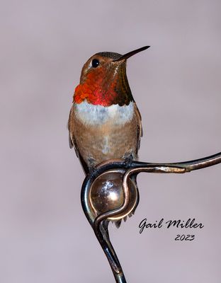 Rufous Hummingbird, male