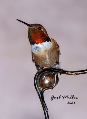 Rufous Hummingbird, male