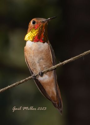 Rufous Hummingbird, male