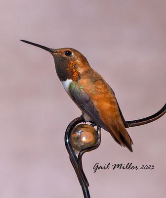 Rufous Hummingbird, male