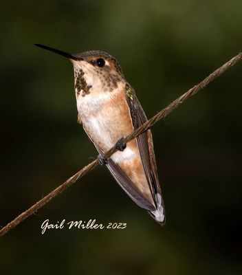 Rufous Hummingbird, female