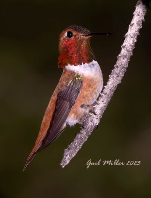 Rufous Hummingbird, male