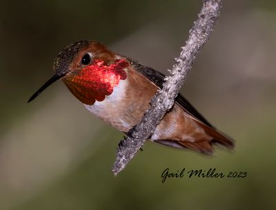 Rufous Hummingbird, male