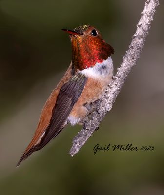 Rufous Hummingbird, male