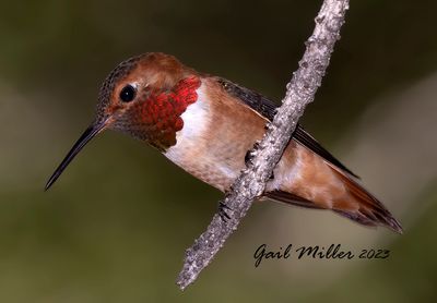 Rufous Hummingbird, male