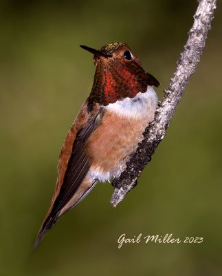 Rufous Hummingbird, male