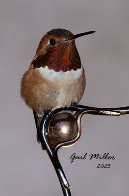 Rufous Hummingbird, male