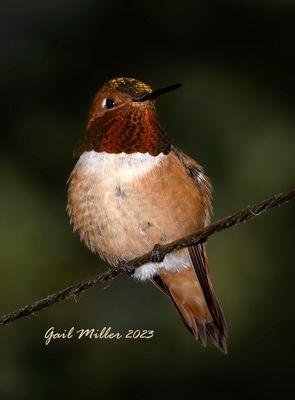 Rufous Hummingbird, male